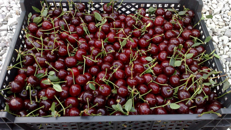 Poľský vývozca ovocia, jablká, hrušky, slivky, čerešne, veľkoobchod Poľsko 01