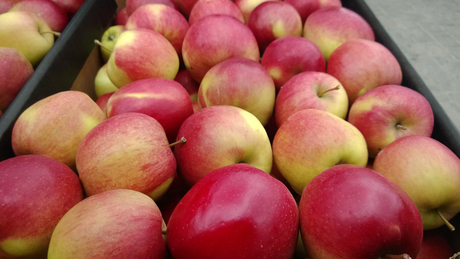 Poľský vývozca ovocia, jablká, hrušky, slivky, čerešne, veľkoobchod Poľsko 02