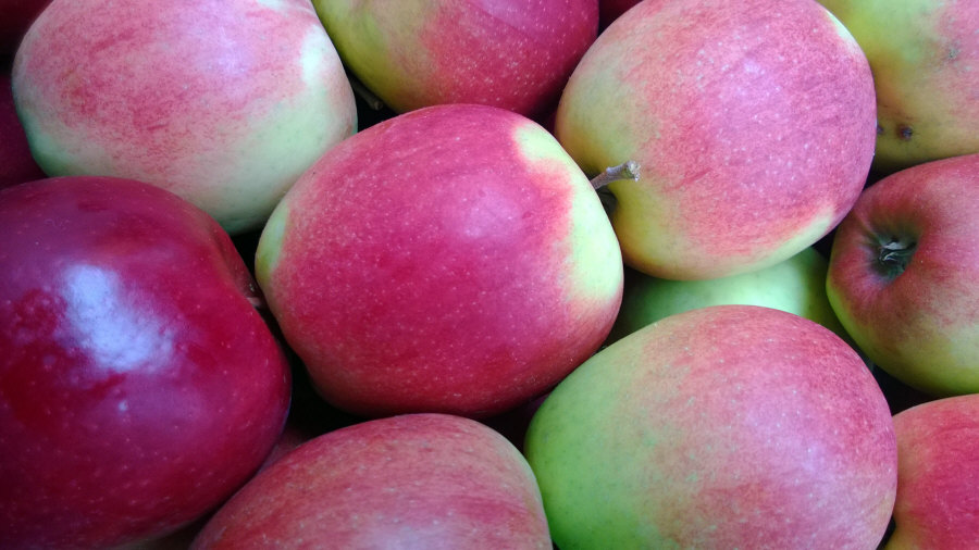 Poľský vývozca ovocia, jablká, hrušky, slivky, čerešne, veľkoobchod Poľsko 01