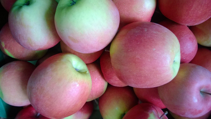 Poľský vývozca ovocia, jablká, hrušky, slivky, čerešne, veľkoobchod Poľsko 02