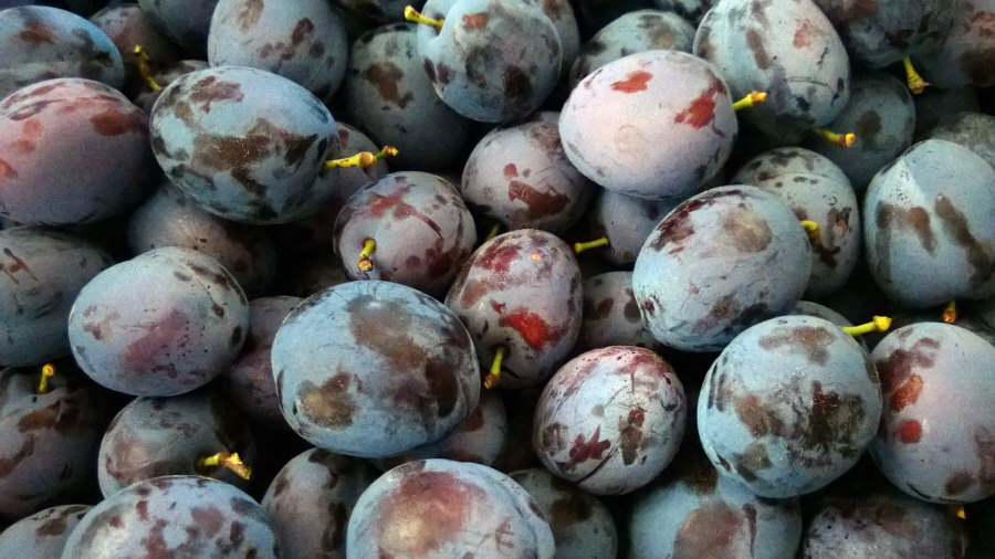 Poľský vývozca ovocia, jablká, hrušky, slivky, čerešne, veľkoobchod Poľsko 02