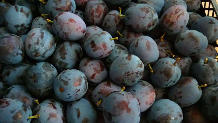 Poľský vývozca ovocia, jablká, hrušky, slivky, čerešne, veľkoobchod Poľsko 01