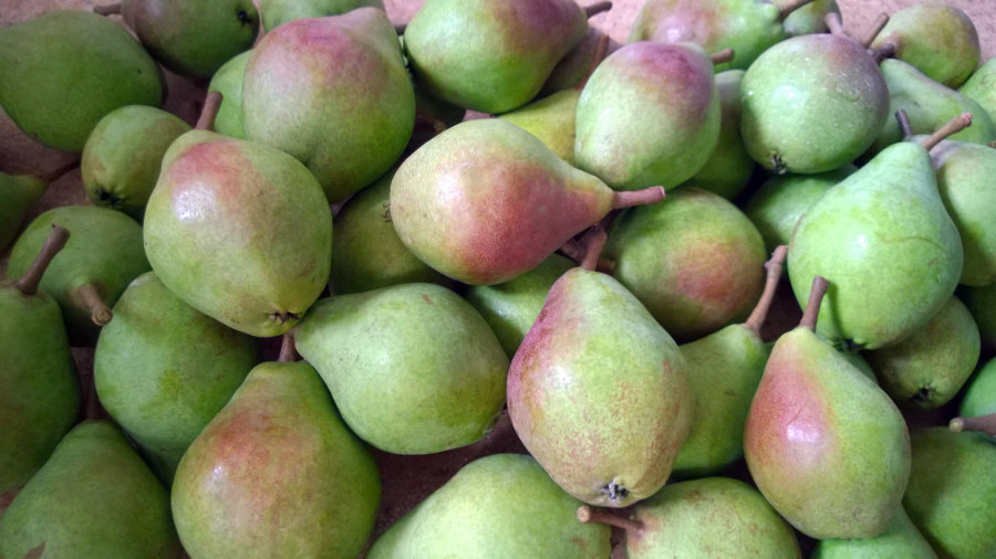 Poľský vývozca ovocia, jablká, hrušky, slivky, čerešne, veľkoobchod Poľsko 01