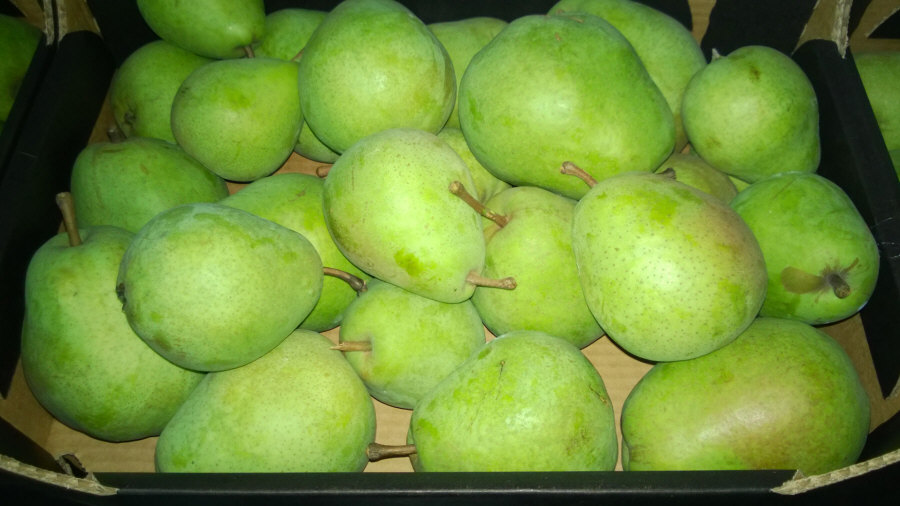 Poľský vývozca ovocia, jablká, hrušky, slivky, čerešne, veľkoobchod Poľsko 01